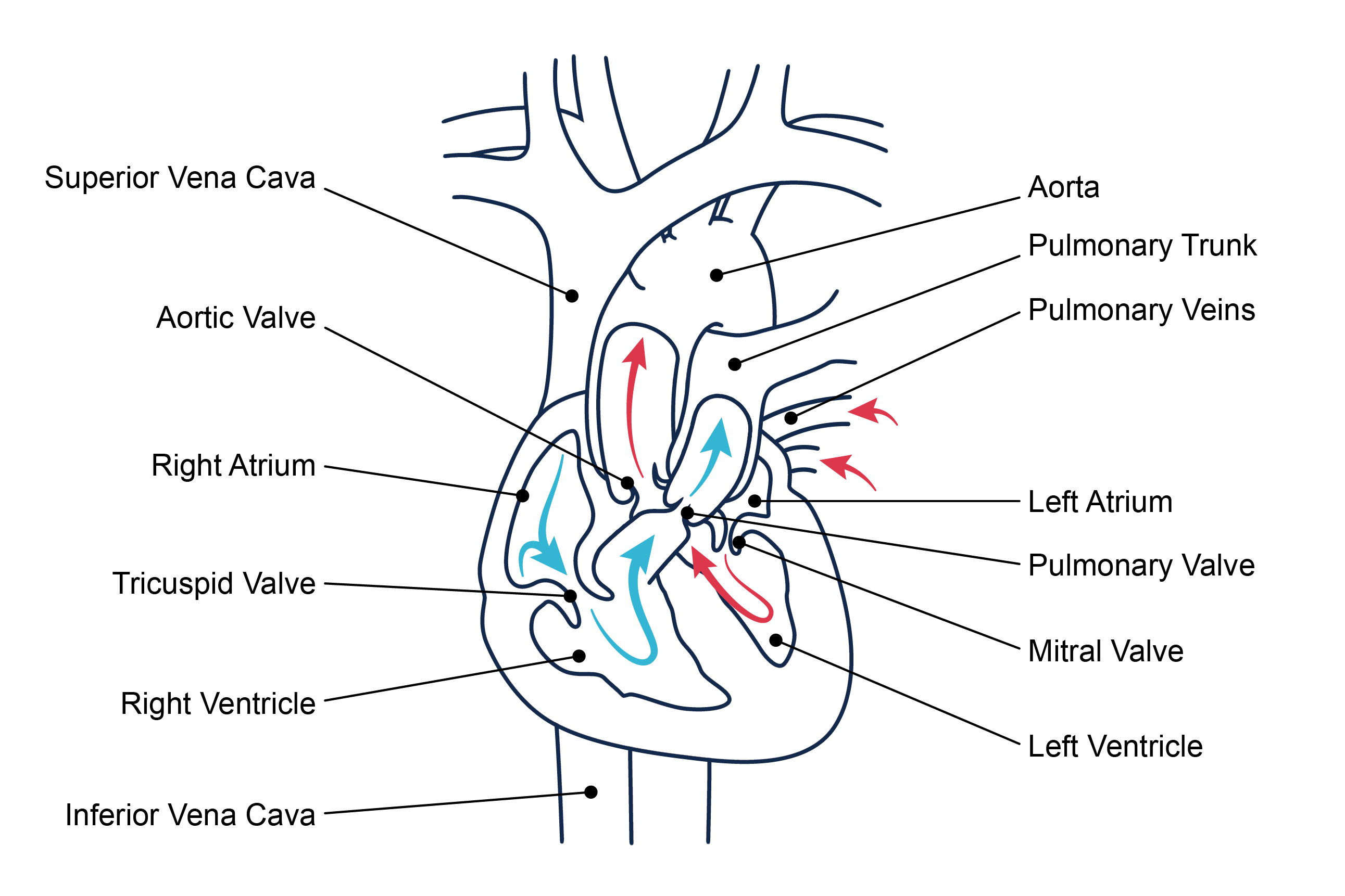 Labeled diagram of bloodflow through the heart