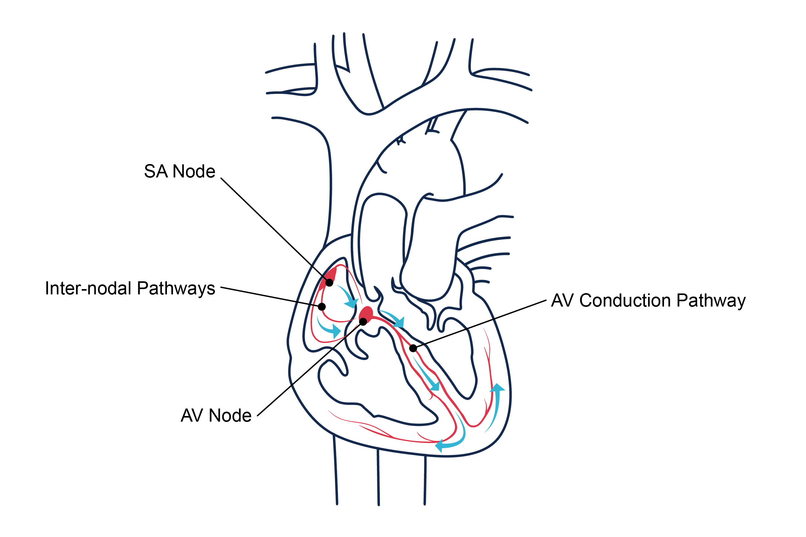 Labeled diagram of cardiac conduction